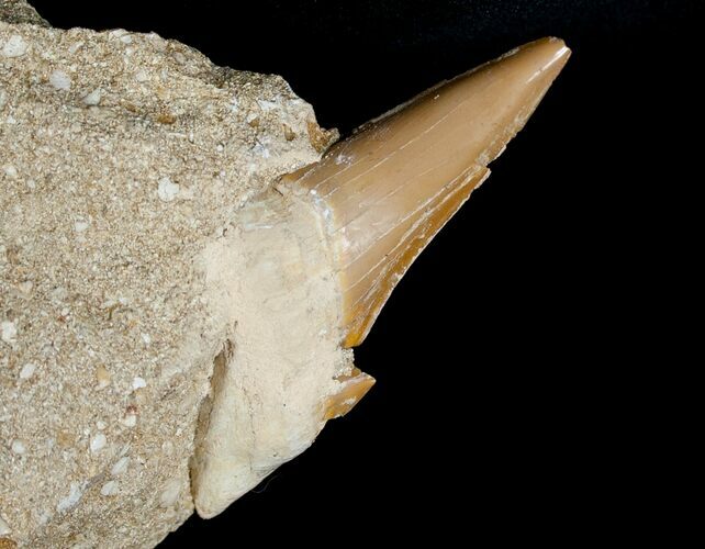 Otodus Shark Tooth Fossil In Matrix #6383